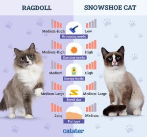 Read more about the article Snowshoe vs Ragdoll Cats