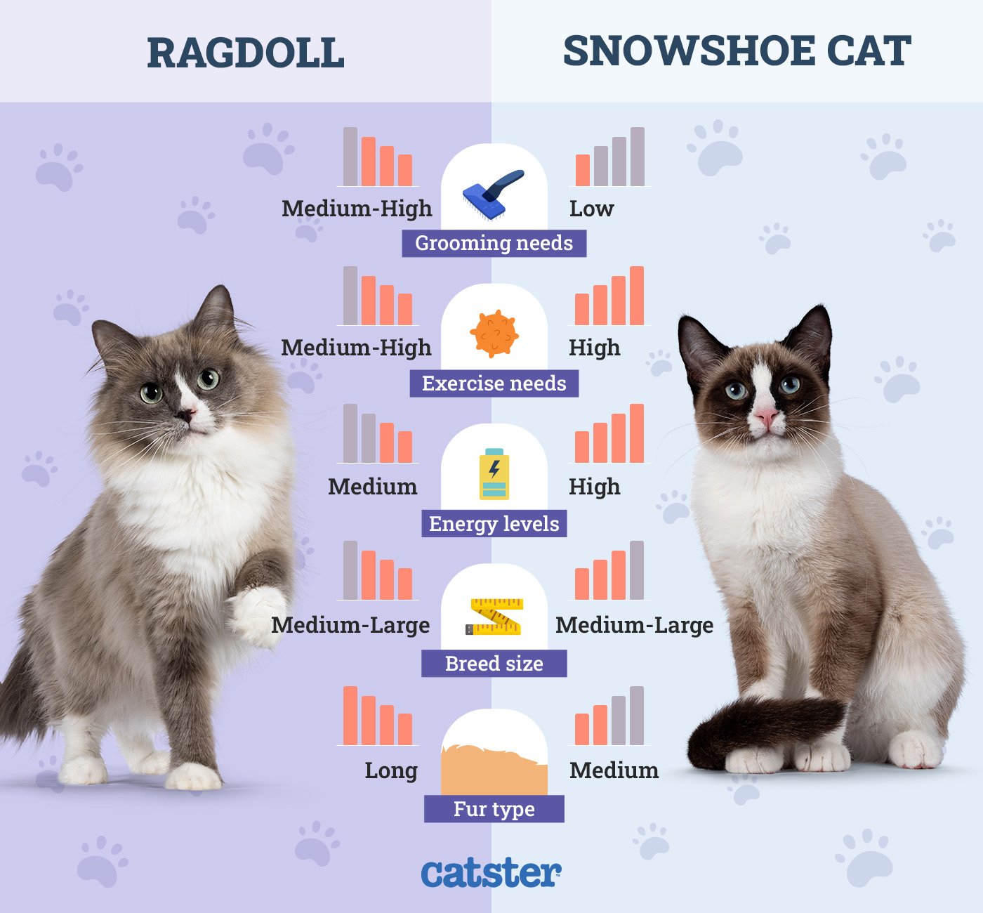Read more about the article Snowshoe vs Ragdoll Cats